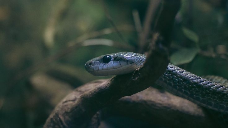 Photo Serpent