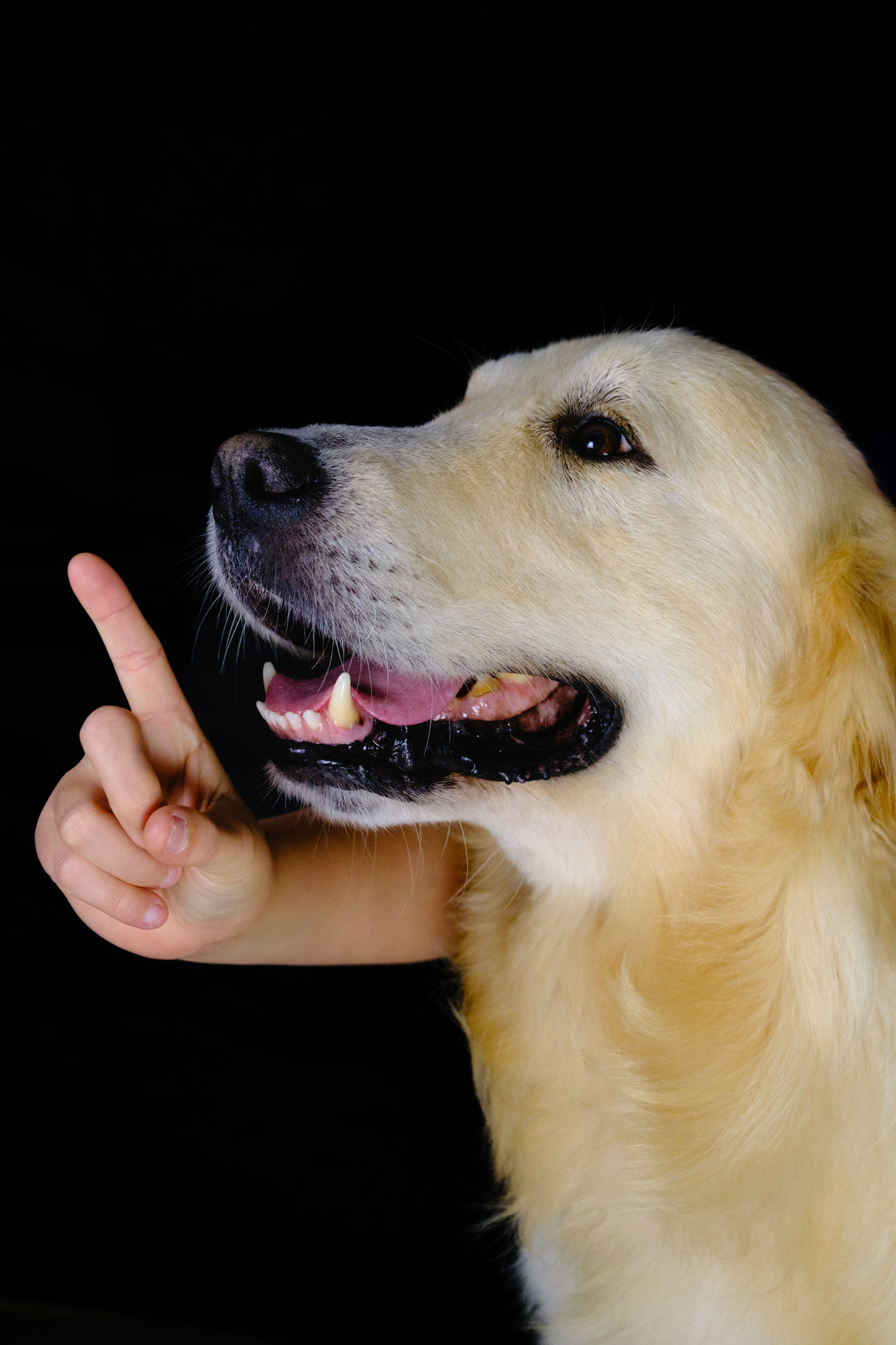 Un chien avec un bras ????