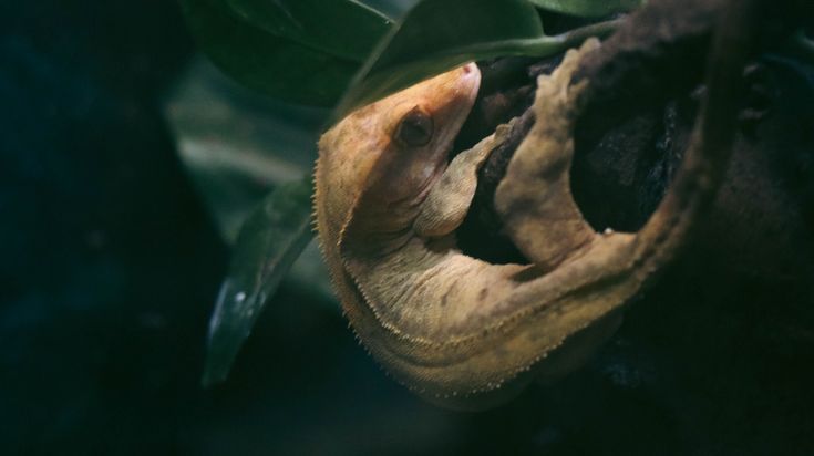 Photo Gecko à Crete