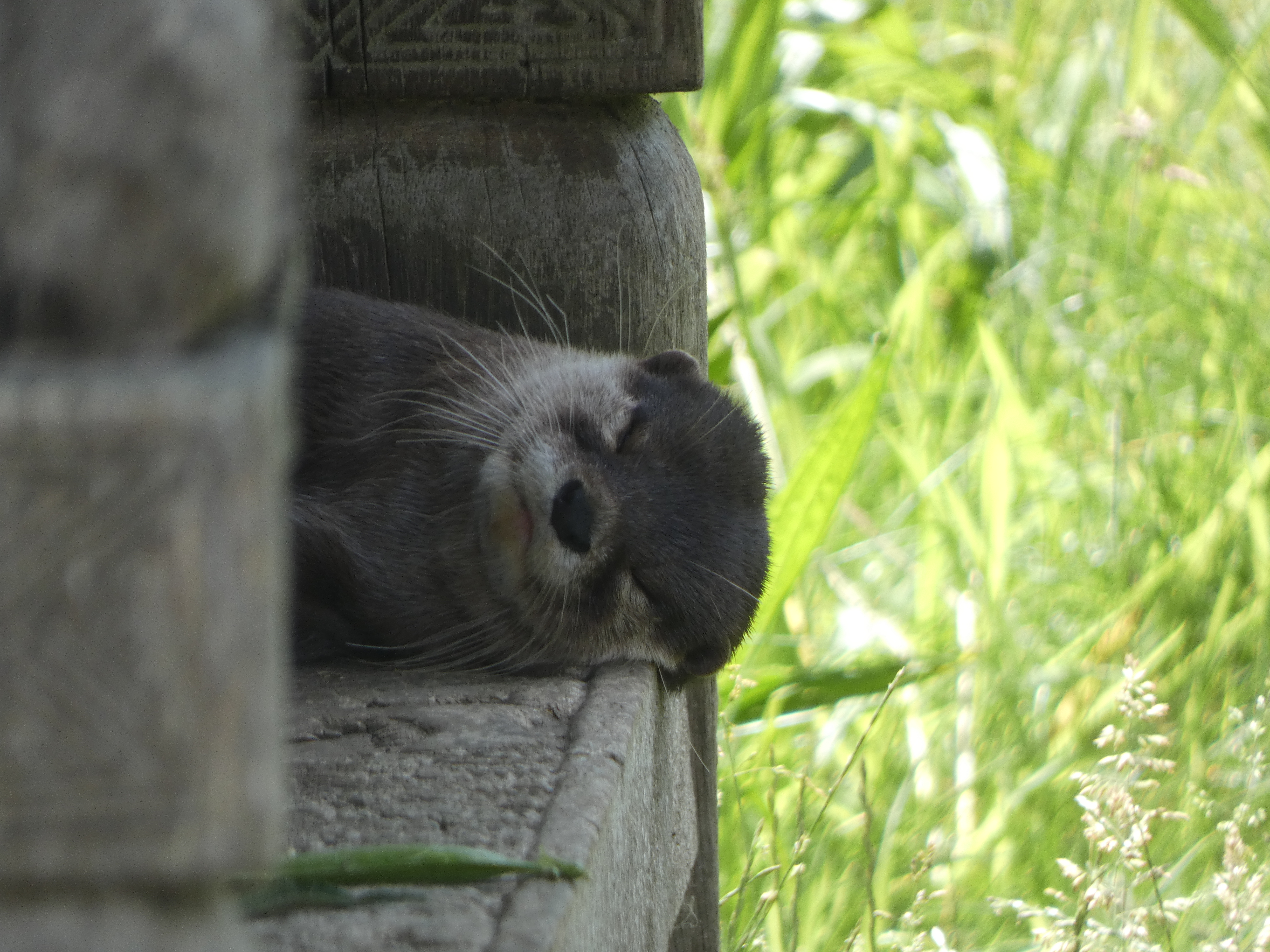 Observation d'une loutre