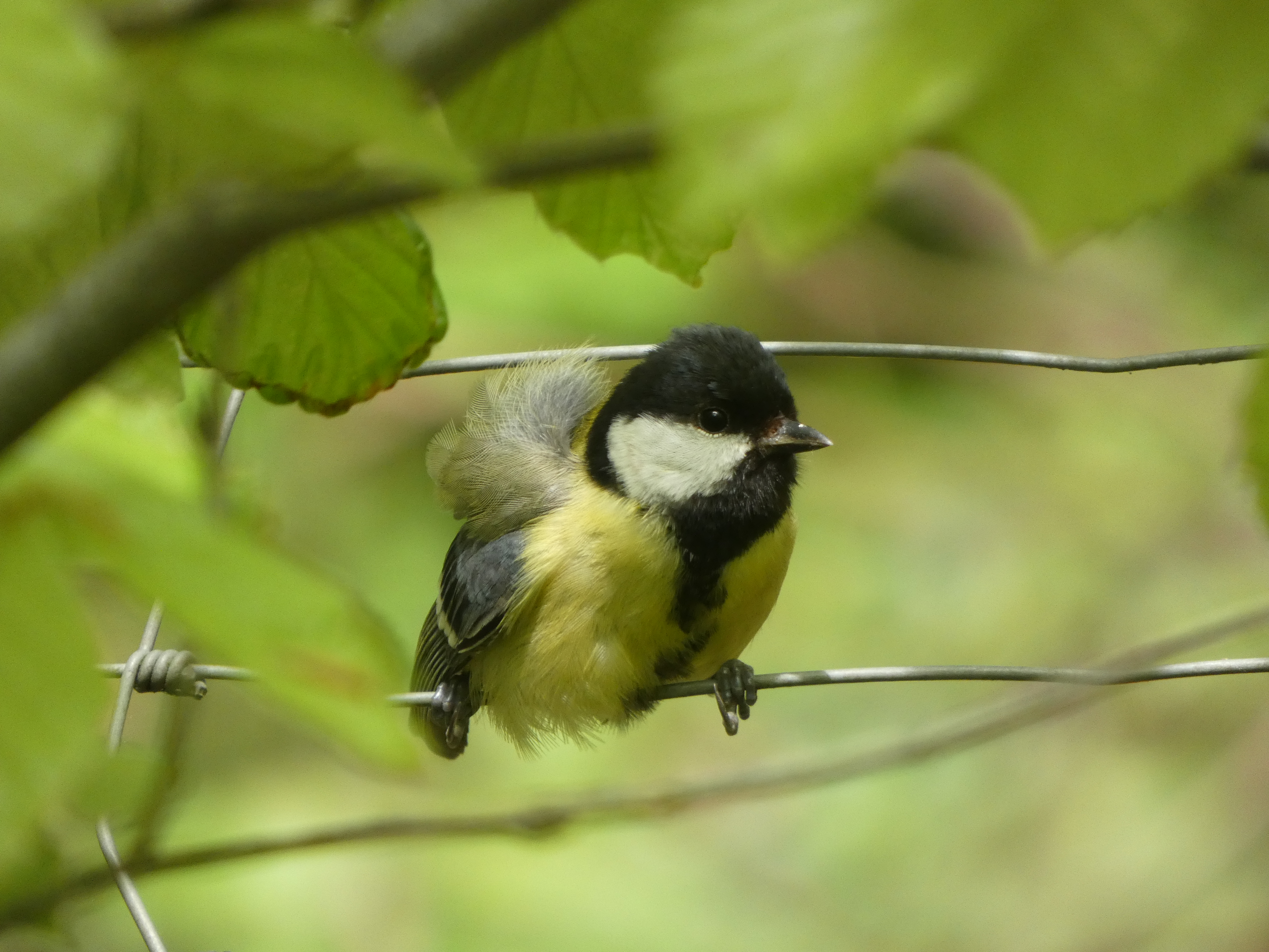 Un petit oiseau